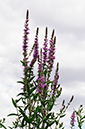 Loosestrife_Purple_LP0322_08_Hampton_Court