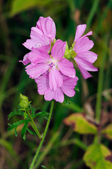 Musk-mallow_LP0378_36_Dorking