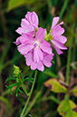 Musk-mallow_LP0378_36_Dorking