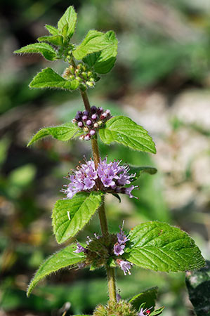 Mint_Corn_LP0323_38_Ranscombe_Farm