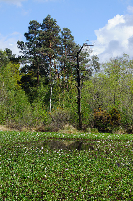 Bogbean_LP0358_20_Henley_Park1