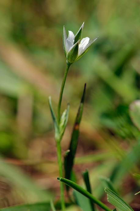 Chickweed_Upright_LP0267_17_Millbridge