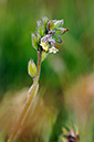 Forget-me-not_Changing_LP0359_60_Esher_Common