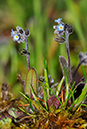 Forget-me-not_Early_LP0358_13_Henley_Park