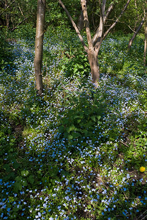 Forget-me-nots_Wood_LP0115_16_Kenley