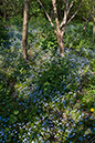 Forget-me-nots_Wood_LP0115_16_Kenley