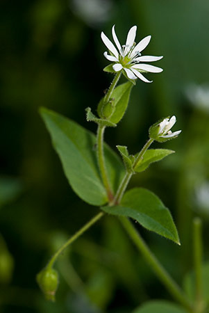 Chickweed_Water_LP0171_19_Send