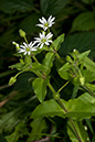 Chickweed_Water_LP0185_12_Shalford