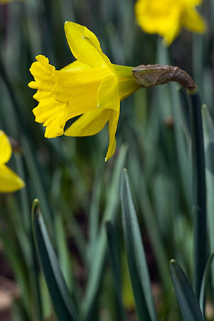 Daffodil_Tenby_LP0100_18_SLBI