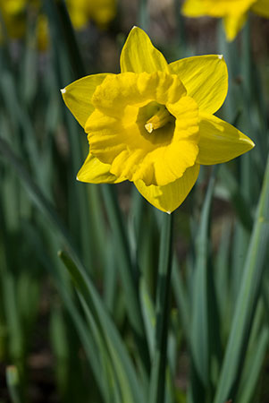 Daffodil_Tenby_LP0100_22_SLBI