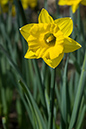 Daffodil_Tenby_LP0100_22_SLBI