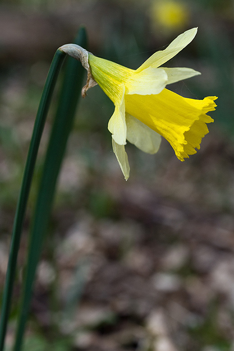 Daffodil_Wild_LP0105_03_Glovers_Wood