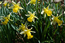 Daffodil_Wild_LP0105_15_Glovers_Wood