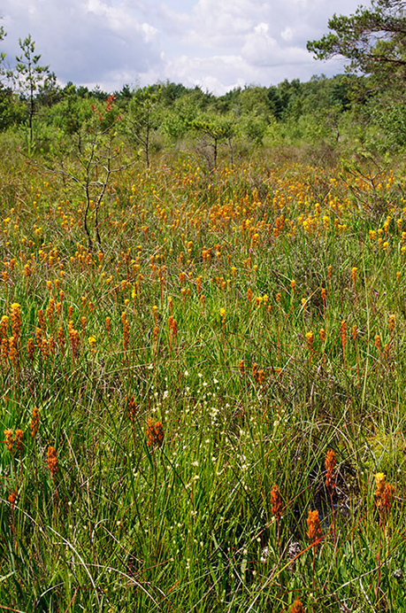 Asphodel_Bog_LP0251_06_Chobham_Common