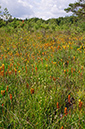 Asphodel_Bog_LP0251_06_Chobham_Common