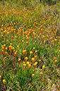 Asphodel_Bog_LP0251_11_Chobham_Common