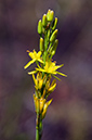 Asphodel_Bog_LP0216_42_Thursley