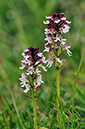 Orchid_Burnt_LP0272_11_Mount_Caburn