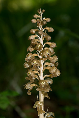 Orchid_Birds-nest_LP0044_17_Chappets_Copse