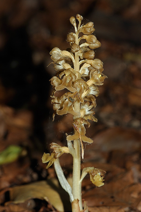 Orchid_Birds-nest_LP0367_06_Sheepleas