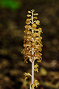 Orchid_Birds-nest_LP0367_20_Sheepleas