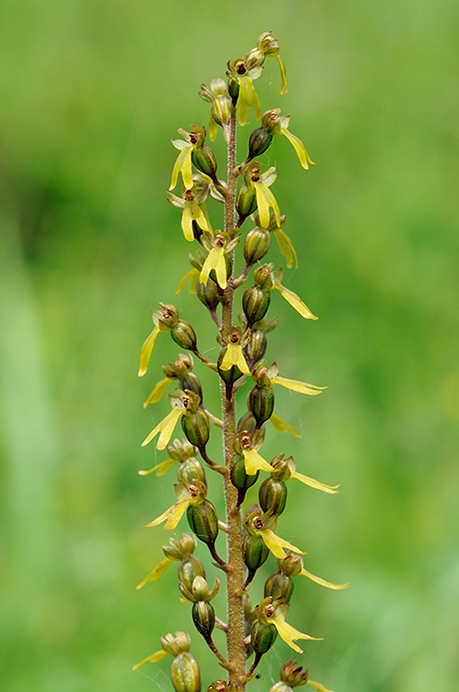 Twayblade_Common_LP0316_24_Fraser_Down