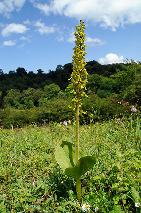 Twayblade_Common_LP0316_76_Fraser_Down