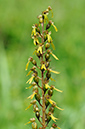 Twayblade_Common_LP0316_24_Fraser_Down