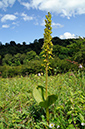 Twayblade_Common_LP0316_76_Fraser_Down