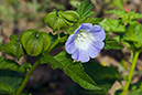 Apple-of-Peru_LP0224_92_Wisley