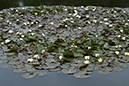 Water-lily_White_LP0136_02_Godstone