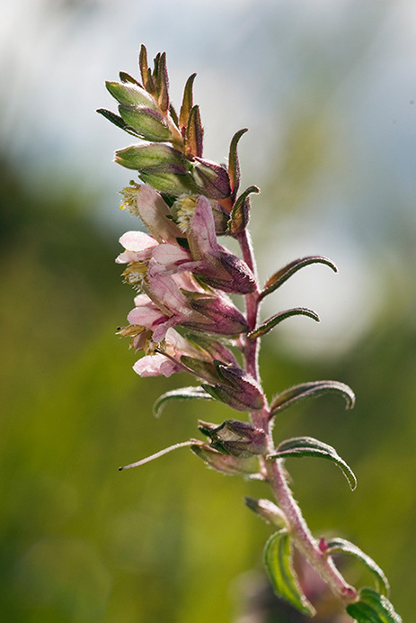 Bartsia_Red_LP0074_05_Box_Hill