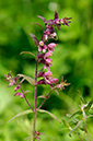 Bartsia_Red_LP0316_29_Fraser_Down