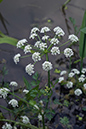 Water-dropwort_Hemlock_LP0152_70_Lingfield