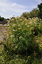 Water-dropwort_Hemlock_LP0276_42_Lopwell_Dam