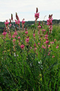 Sainfoin_LP0315_31_Kenley_Common