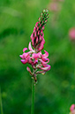 Sainfoin_LP0315_36_Kenley_Common