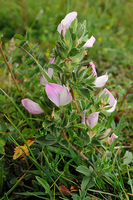 Restharrow_Common_LP0372_86_Coulsdon