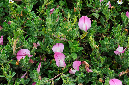 Restharrow_Common_LP0320_45_Portland