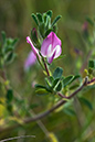 Restharrow_Common_LP0154_27_Guildford