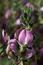 Restharrow_Common_LP0058_29_Dawlish_Warren