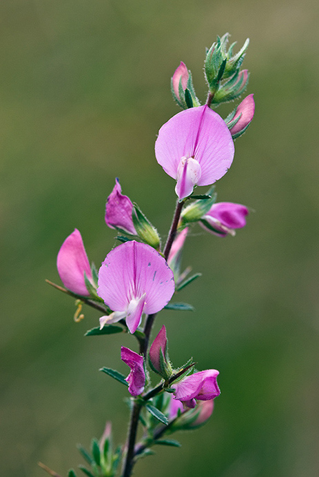 Restharrow_Spiny_LP0157_13_Mitcham_Common