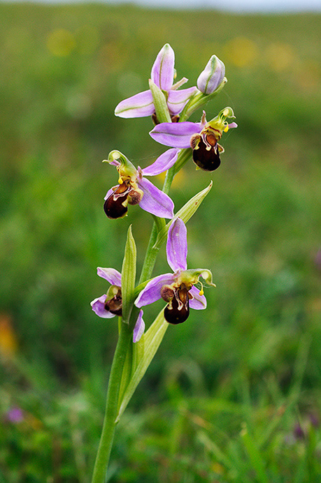 Orchid_Bee_LP0368_24_Chelsham