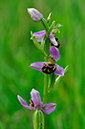 Orchid_Bee_LP0234_62_Ham