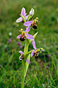Orchid_Bee_LP0368_08_Chelsham