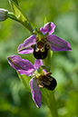 Orchid_Bee_LP0053_07_Titsey