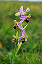 Orchid_Bee_LP0368_24_Chelsham