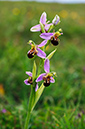 Orchid_Bee_LP0368_24_Chelsham