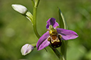 Orchid_Bee_LP0053_13_Titsey