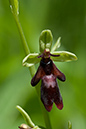 Orchid_Fly_LP0046_41_Yockletts
